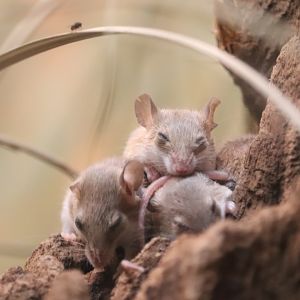 Mouse House - African Pygmy Mouse