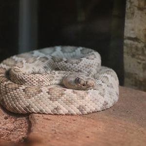 World of Reptiles - Catalina Island Rattlesnake
