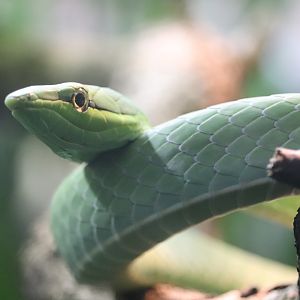 World of Reptiles - Giant Vine Snake