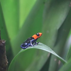 World of Reptiles - Blessed Poison Frog