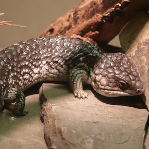 World of Reptiles - Shingleback