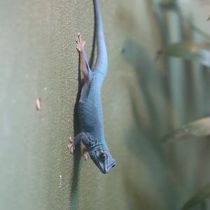 World of Reptiles - Williams Dwarf Gecko