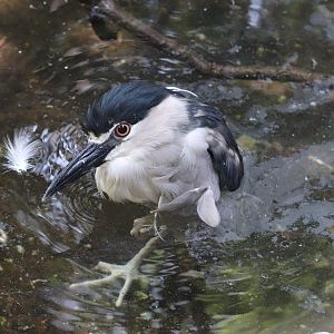 Children's Zoo - Black-Crowned Night Heron