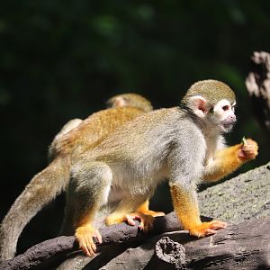 Children's Zoo - Common Squirrel Monkey