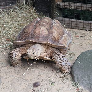 Children's Zoo - African Spurred Tortoise