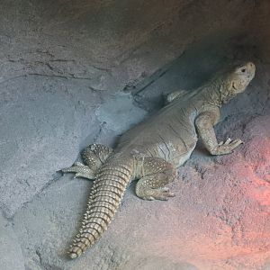 Children's Zoo - Egyptian Mastigure