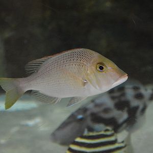 Chinese emperor (Lethrinus haematopterus)