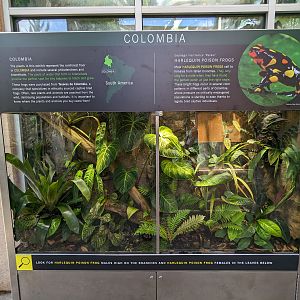Tropical House - Colombia frog tank (harlequin poison frog)