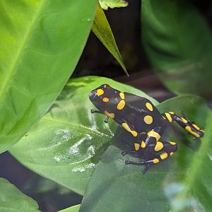 Tropical House - Harlequin poison frog