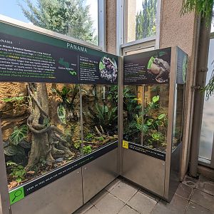 Tropical House - Panama tank (Crowned tree frog and evergreen toad)