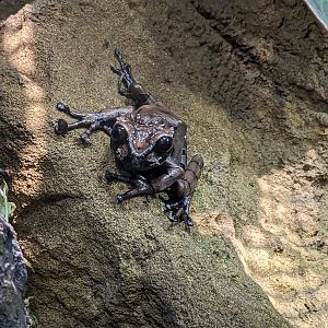 Tropical House - Crowned tree frog