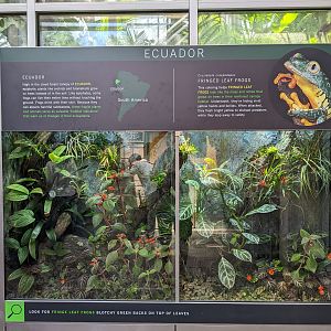 Tropical House - Ecuador frog tank (fringed leaf frog)