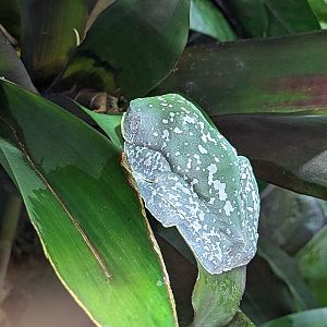 Tropical House - Fringed leaf frog