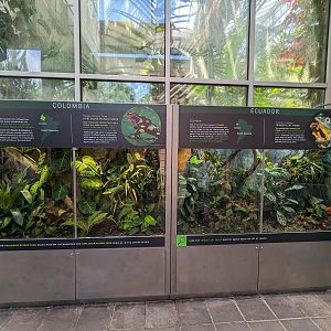 Tropical House - Colombia and Ecuador frog tanks (harlequin poison frog and fringed leaf frog)