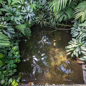 Tropical House - Alligator snapping turtle pond