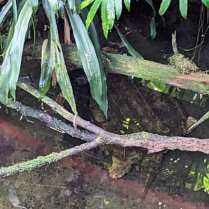 Tropical House - Alligator snapping turtle