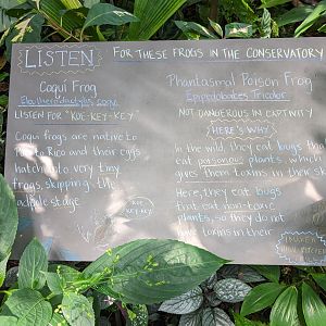 Tropical House - Frog sign