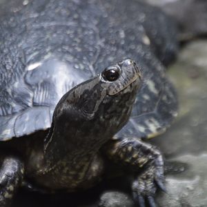 Turtle ID (Zoo Miami)