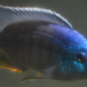 Cichlid ID (Zoo Miami)