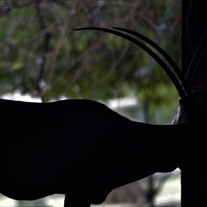 Scimitar Oryx (Oryx dammah)