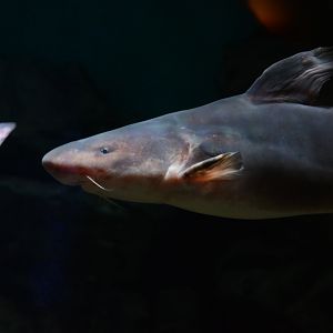 Chinese longsnout catfish (Tachysurus dumerili)