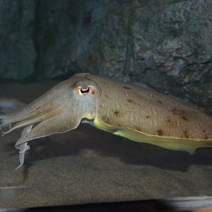 Kisslip cuttlefish (Sepia lycidas)