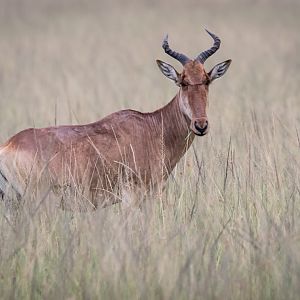 Coke's Hartebeest