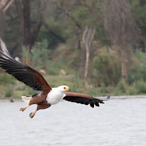 African Fish Eagle