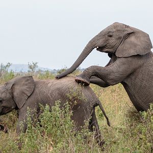 Playful African Elephant Juveniles