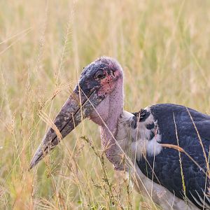 Marabou Stork