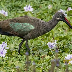 Hadada Ibis