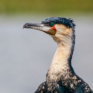 Great Cormorant