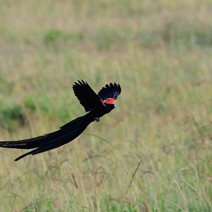 Long-tailed Widowbird