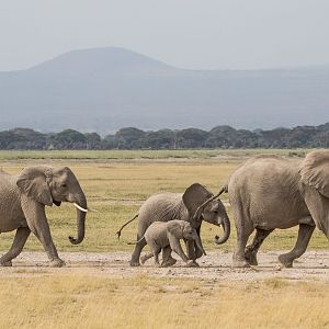 Herd of African Elephants