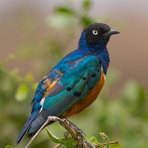 Superb Starling