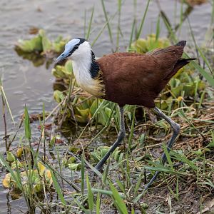 African Jacana