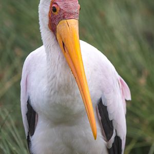 Yellow-billed Stork