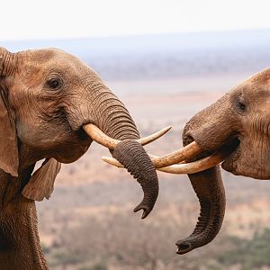 Young Bull Elephants