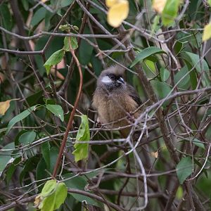 Speckled Mousebird