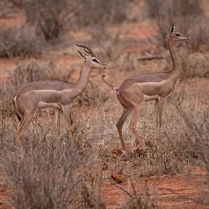 Gerenuk testing the Waters