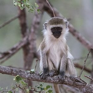 Young Vervet Monkey