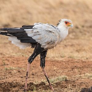 Secretarybird