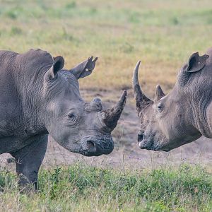 White Rhino Showdown