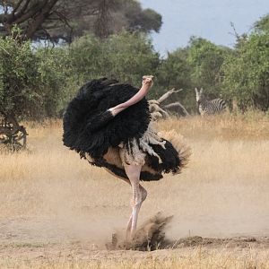 Ostrich Showing Off