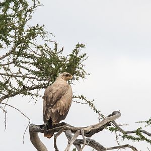 Young Tawny Eagle?