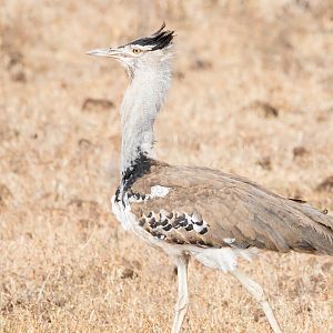 Kori Bustard