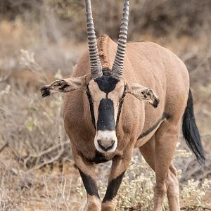 Fringe-eared Oryx
