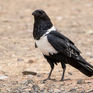 Pied Crow