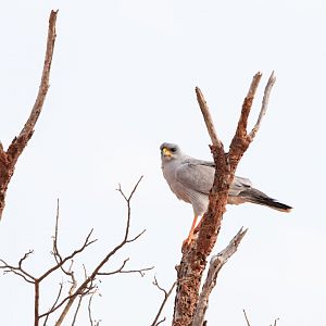 Eastern Chanting Goshawk