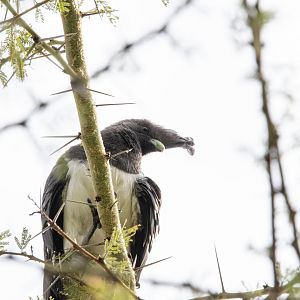 White-bellied Go-away Bird